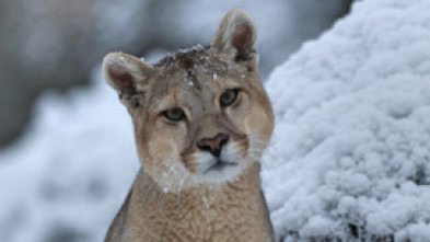 Imagen de Dinastías: Guepardos - 5