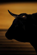 Imagen de Toreo en blanco y negro - 4