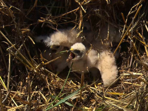 Imagen de El escarabajo verde - 1