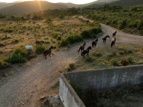 Imagen de El escarabajo verde: Redención - 1