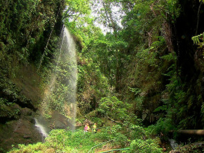 Imagen de El escarabajo verde: Osos - 1