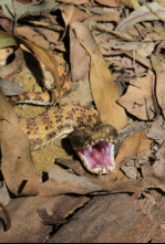 Imagen de Serpientes al acecho - 7