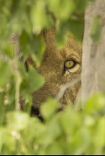 Imagen de Savage Kingdom: El sacrificio de una madre - 5