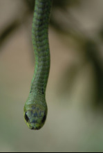 Imagen de El mundo secreto de...: África - 5