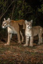 Imagen de El sendero de la pantera - 6