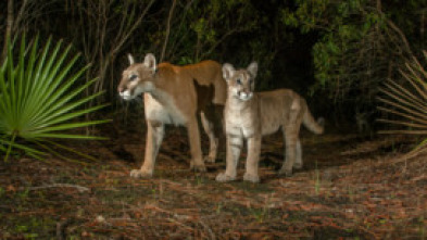 Imagen de El sendero de la pantera - 7