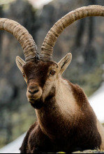 Imagen de Jerte, vida salvaje en el valle de los cerezos - 4