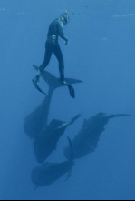 Imagen de Familia de cachalotes - 4