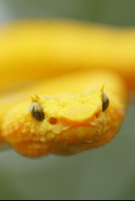 Imagen de Las serpientes más...: El Indo-Pacífico - 5