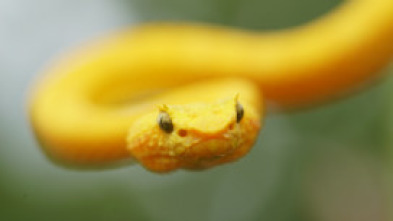 Imagen de Las serpientes más...: África - 6