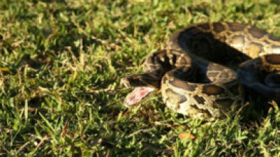 Imagen de La invasión de la pitón - 10