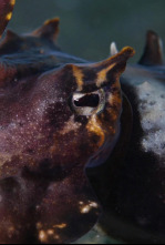 Imagen de Los cuatro reyes, el santuario del mar de Halmahera - 4