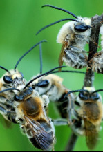 Imagen de Las hijas del sol: Las abejas - 4