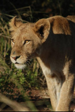 Imagen de Planeta carnívoro  - 5