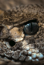 Imagen de Serpientes monstruosas - 6