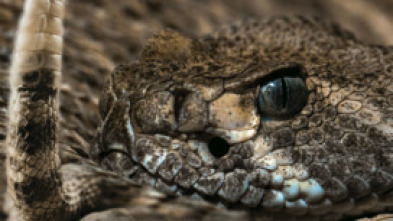 Imagen de Serpientes monstruosas - 7