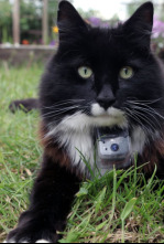 Imagen de La vida secreta de los gatos - 4