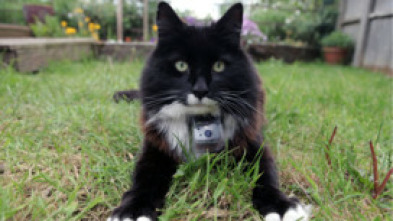 Imagen de La vida secreta de los gatos - 5