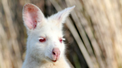 Imagen de Tasmania: extraña y sorprendente - 14