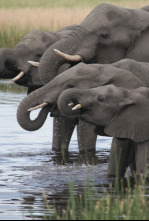 Imagen de Casi humanos: la vida de los elefantes - 6