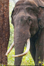 Imagen de Los secretos de los...: El desierto - 5