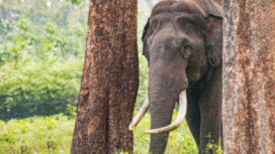 Imagen de Los secretos de los elefantes: Asia - 7