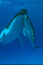 Imagen de Cachalotes: gigantes del mar - 4