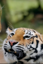 Imagen de El reino secreto del tigre de Amur - 6