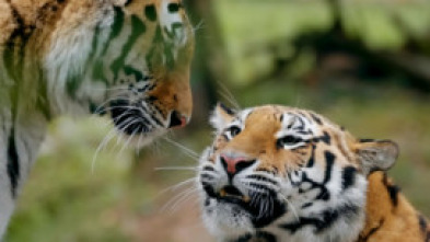 Imagen de El reino secreto del tigre de Amur - 7