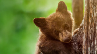 Imagen de Parques Nacionales de...: Voyageurs - 5