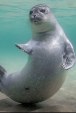 Imagen de Mares en movimiento: Los milagros del Báltico - 4