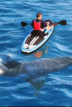 Imagen de Cuando los tiburones...: Verano de ataques de tiburón - 5