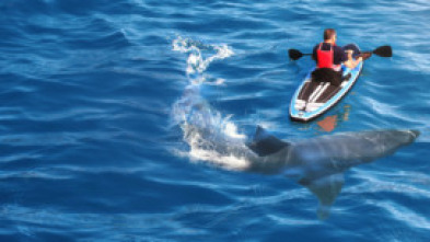 Imagen de Cuando los tiburones...: Verano de ataques de tiburón - 6