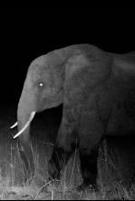 Imagen de Los elefantes fantasma de Angola - 12