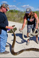 Imagen de Caza a la pitón birmana - 5