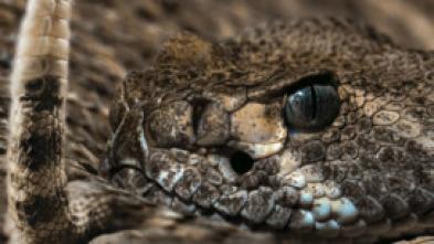 Imagen de Serpientes monstruosas - 12
