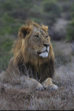 Imagen de Matriarcados del reino animal  - 4