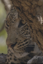 Imagen de Relats de Zàmbia - 4