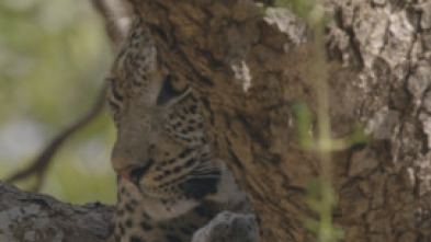 Imagen de Relats de Zàmbia - 5