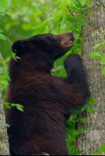 Imagen de Los Osos de los Parques Nacionales de America - 6