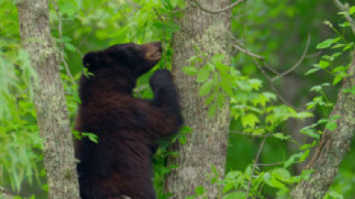 Imagen de Los Osos de los Parques Nacionales de America - 7