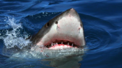 Imagen de Gran tiburón blanco: una leyenda viviente - 5