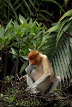 Imagen de La magia de los manglares - 4