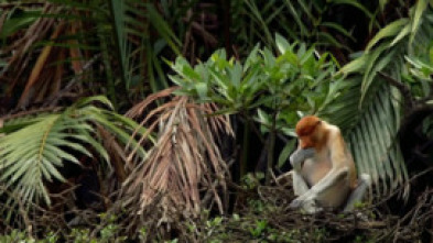 Imagen de La magia de los manglares - 5