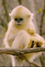 Imagen de Primates: El mundo salvaje de los primates - 6