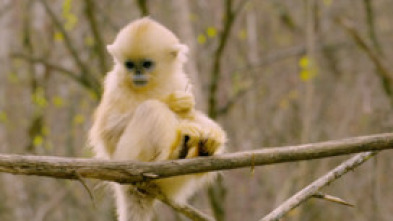 Imagen de Primates: El mundo salvaje de los primates - 7