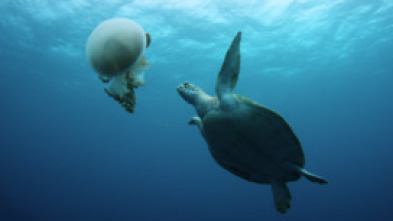 Imagen de The Great Barrier...: The Living Reef - 5