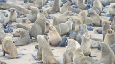 Imagen de Focas. Unos mamíferos con mucho carácter - 5