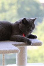 Imagen de Animales: amigos...: Consuelo animal - 4