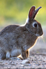 Imagen de Hispania, tierra de conejos - 4